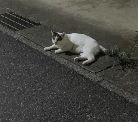 写メ