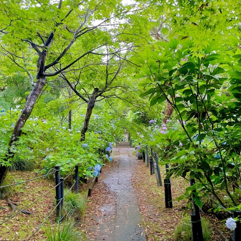 写メ