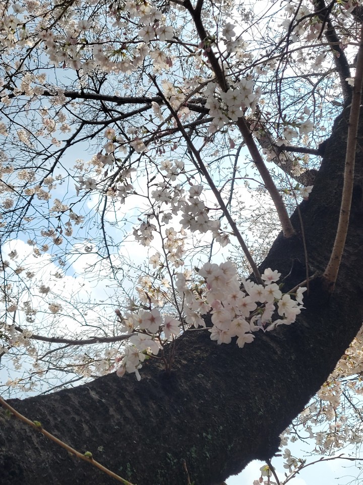 アップロード画像