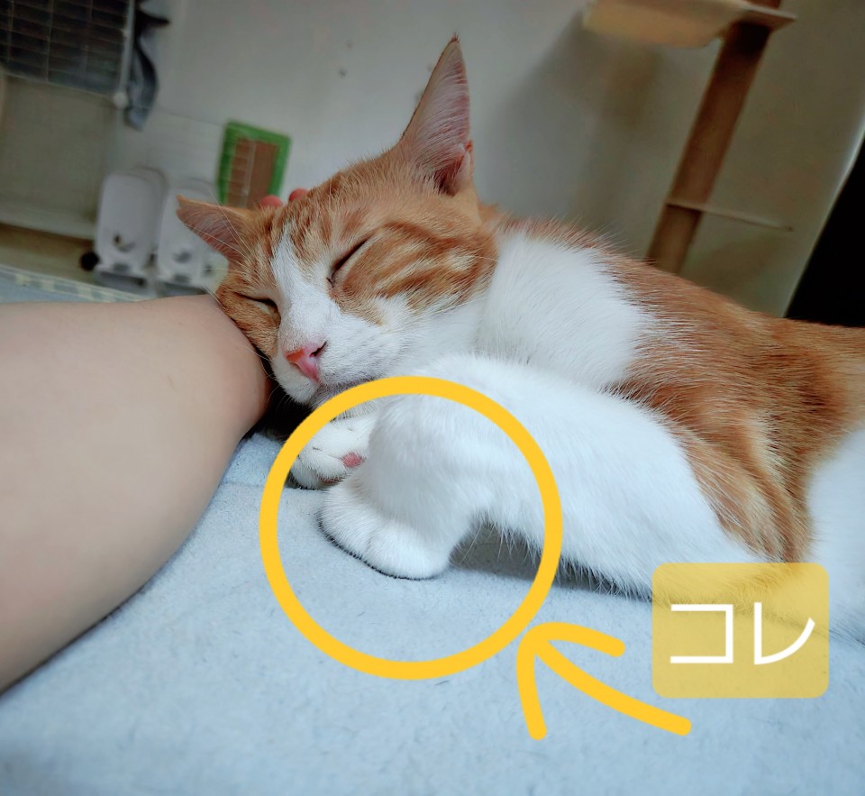 写メ