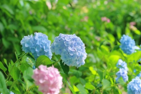 写メ