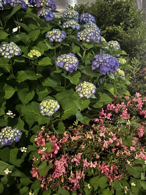 写メ