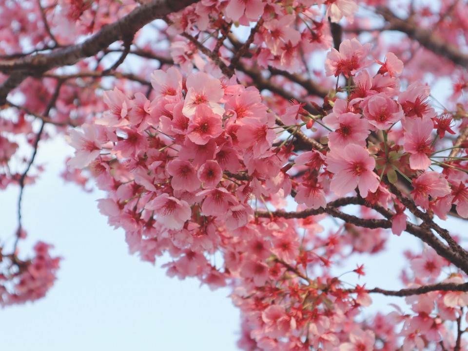 アップロード画像