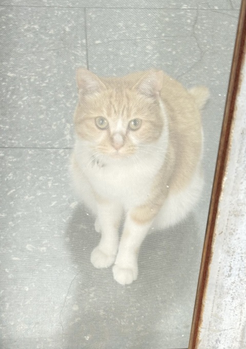 写メ