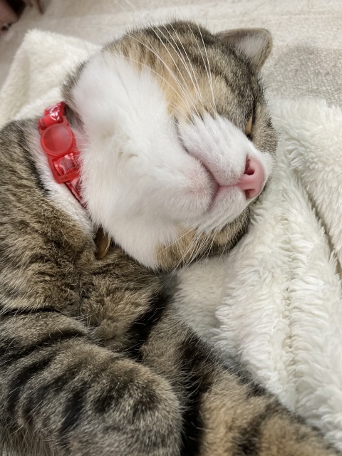 写メ