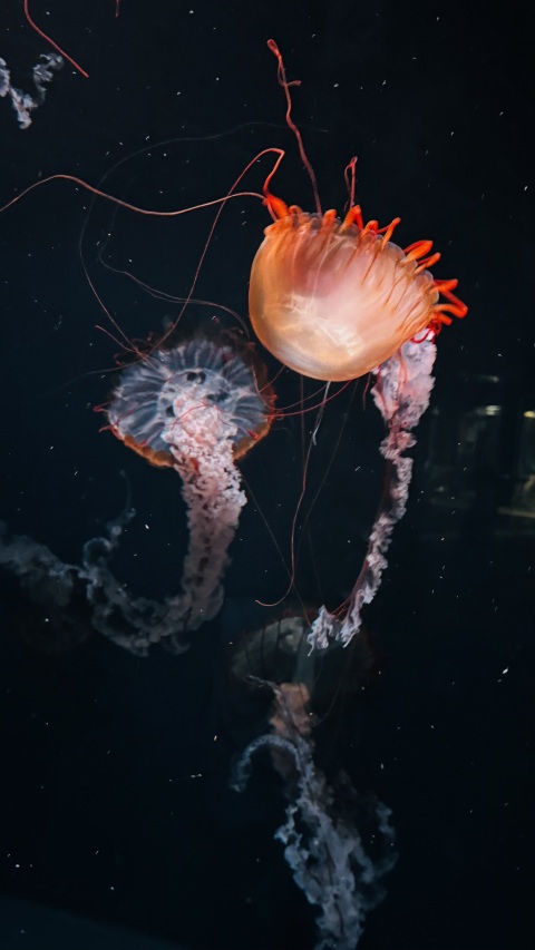 写メ