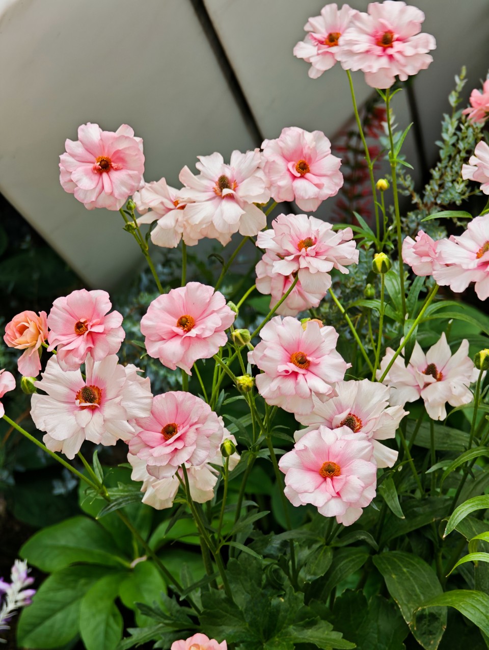 アップロード画像