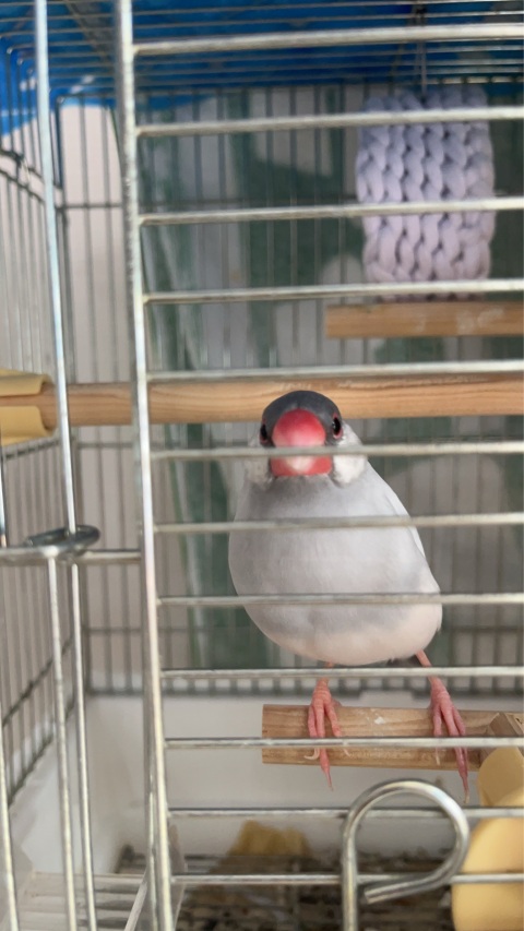 写メ
