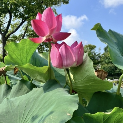 写メ
