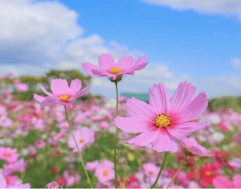 写メ